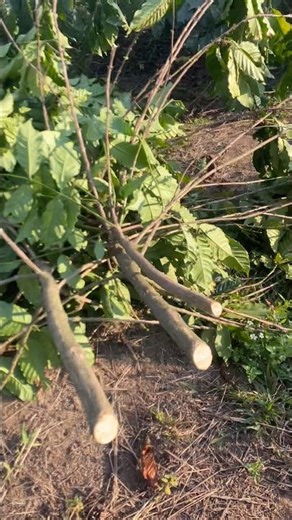 Cắt mạnh tay hạ thân cây cà phê | Hard pruning coffee tree to rejuvenate