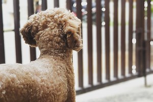 How to Stop a Dog From Squeezing Through the Bars of a Gate