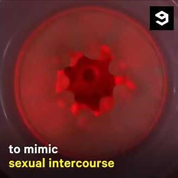 Automatic mechanical sperm extractor.