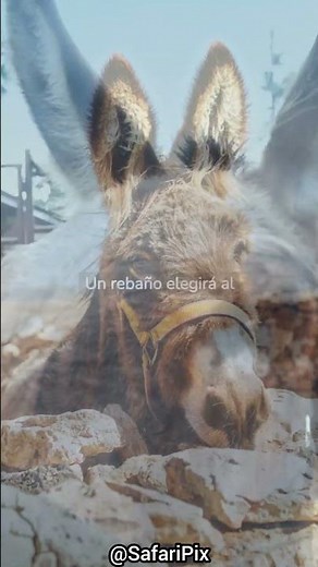 Fascinating facts you didn't know about donkeys