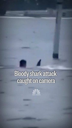 Off the Florida panhandle, a violent shark attack caught on camera left a man fighting for his life. Authorities say two staff members from a naval facility in Panama City went for a swim when the shark attacked one of them. NBC News’ Steve Patterson has more.