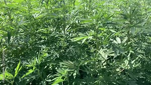 4k video of Green leaves blowing in the wind on the field.