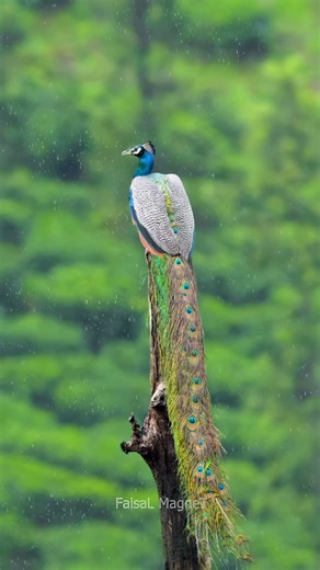 Faisal Magnet | Raindrops fall, feathers shine, a peacock’s call melts into the divine 🌧️🦚✨ peacock in rain, peacock calling, wildlife photography, nature... | Instagram