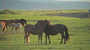 Horses scratching each other - Free Stock Video