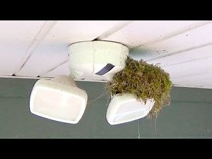 Homemade Bird Control Spikes - Nest Building Deterrent