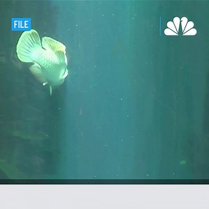 A huge aquarium in Berlin burst, spilling debris, water and hundreds of tropical fish out of the AquaDom tourist attraction in the heart of the German capital. http://nbcbay.com/s13qyuT | NBC Bay Area
