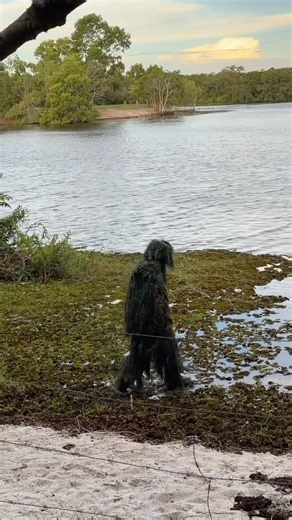 ESTOU ME ESCONDENDO DO MONSTRO DO PÂNTANO