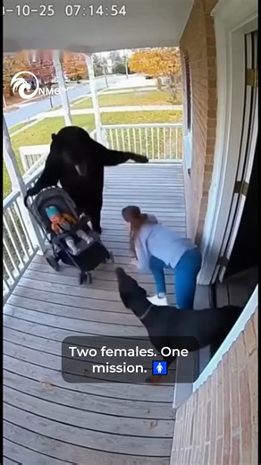 96K views · 1.2K reactions | #Bear Attacks Baby in Stroller, Hero...