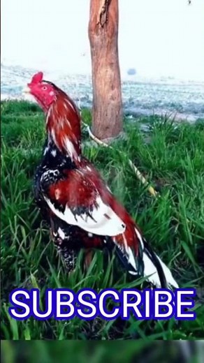 Top 10 Asil Roosters (The Ultimate Fighting Chickens)