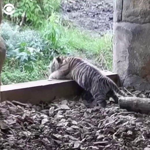 1.1M views · 10K reactions | YOU GOT THIS: A critically endangered Sumatran tiger cub took its first wobbly steps — or tumble — outdoors Wednesday at ZSL London Zoo. | CBS News | Facebook