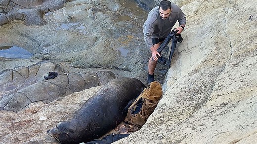 Rucksack besetzt: Seelöwe stellt Schnorchler vor Probleme