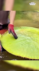 21K views · 255 reactions | Nature's marvels!  One of the most impressive plants in the world, with unique features and adaptations that inspire wonder. #worldcountrysidelifevlog #PlantPerfection #NatureLovers #BotanicalWonders DISCLAIMER NO COPYRIGHT INFRINGEMENT INTENDED. | World Countryside Life Vlog | Facebook