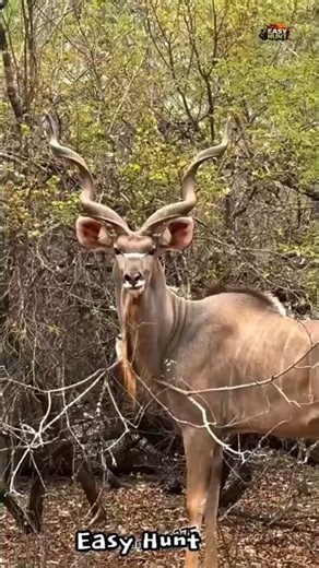 Amazing wild deer hunting 💥🏹🦌 #shorts #animals #hunting