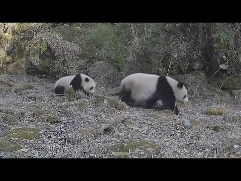 Brown Giant Pandas Seen for 1st Time in 6 Years