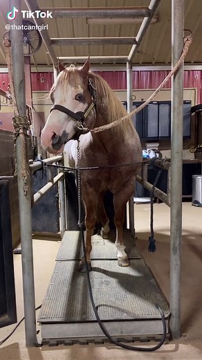 Horse Semen Collection Process Explained