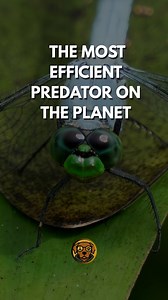 200K views · 3.1K reactions | The Most Efficient Predator on the Planet.  -Meet nature’s ultimate predator with a near-perfect hunting success rate. Faster, smarter, and deadlier than lions or sharks, this animal uses extreme vision, speed, and precision. Discover shocking facts about Earth’s most efficient hunter and why escaping it is almost impossible. #facts #dragonfly #wildlife | MisfitDog | Facebook