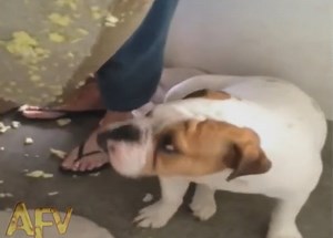 Guilty Bulldog Confesses By Raising His Paw!