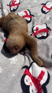 🐾 We urgently need your help! 🐾 We are a wildlife rescue center currently running with no budget and very few volunteers. This week we urgently need $600 to buy fruits, vegetables, and essential medications to feed and care for our rescued animals. Every donation, no matter the amount, helps keep them safe and healthy while they recover. 💛 Your support truly saves lives. 👉 Please support us on our GoFundMe and share our campaign. Thank you for being part of this mission! 🙏🐾 Gofundme: https