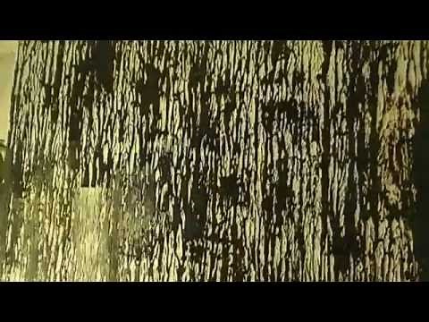 Tree Bark Wall Texture Painting Effect - Video 2