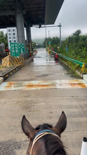 Horses aren’t just animals—they’re gentle companions who feel every bit of love we show them. And nothing builds that bond stronger than the way we feed and care for them each day. 🌾💕 A healthy horse starts with: 🥕 Fresh, clean feed that suits their needs 💧 Plenty of clean water through the day 🌿 Good pasture time to keep them happy 🧡 And of course… a little love in every meal When you run your hand along their neck, hear their soft nicker at feeding time, or see them relax after a good me