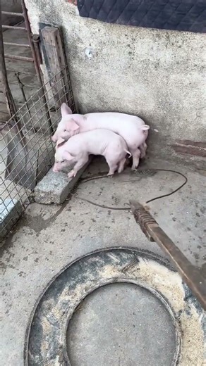 The Most Happy 😂🐷 Pigpets #shorts #youtubeshorts #ytshorts #viral #piggy #piglover #shortsfeed #fyp