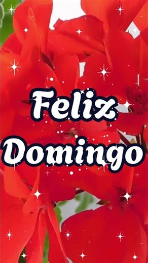 Buenos Días 🌞 Feliz Domingo 🏵️