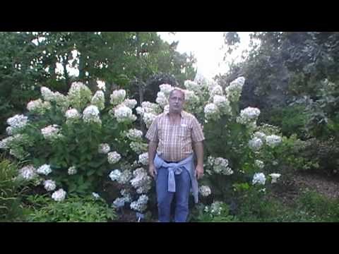 Hydrangea paniculata Pink Diamond