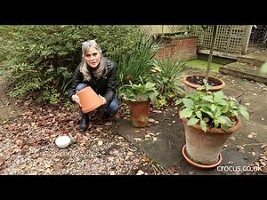 How to Stop Terracotta Pots from Cracking