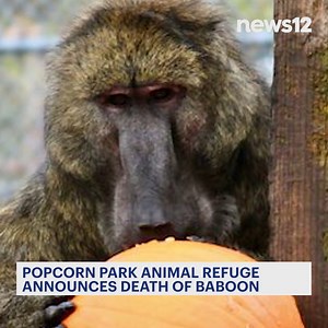 14K views · 231 reactions | BABOON DEATH: The Popcorn Animal Refuge...