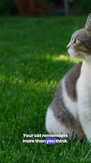 Your Cat Remembers Everything