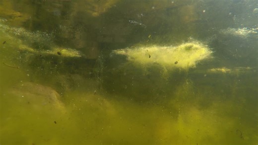Toxic Bloom Killing Thousands Of Sea Life Along CA Coast