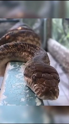 Imagine This Above You🙄🐍#pythonsnake#snakefacts#snakevideo#largestsnake#youtubeshorts#shortsfeed