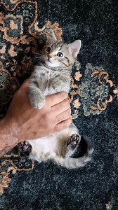 When your cat throws up on the carpet 😂 #funnycats #kittens | Abdul's Cats