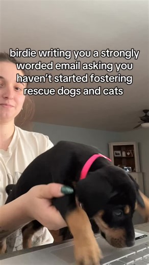 Birdie is drafting a strongly worded email asking why you haven’t started fostering rescue dogs and cats yet 🐶💌🐱 Fostering with Forgotten Paws of the South means: ✨ You open your home and your heart ✨ We provide all the supplies and cover all medical care ✨ A dog or cat gets the chance to feel safe, loved, and ready for their forever family ✨ You get snuggles, laughs, and possibly a very serious coworker like Birdie No costs. No long-term commitment. Just a little space and a lot of love. 💖 