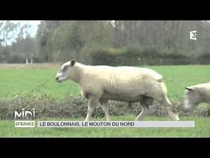 ANIMAUX : le boulonnais, le mouton du nord