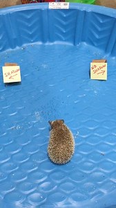 21K views · 765 reactions | Groundhog Day? How about Hedgehog Day at Como Zoo! | Como Park Zoo & Conservatory | Facebook