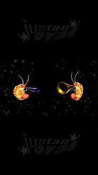 another shrimp duet #animation #music #shrimp