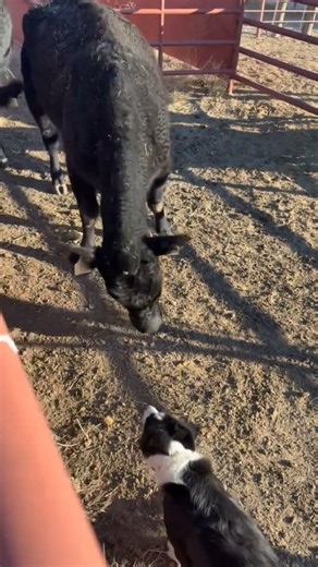 Incredible Border Collie Herding Cows | Smartest Dog at Work #cow #bordercollie #herdingdog