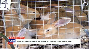 5.1K views · 38 reactions | #TheBigStory | Would you eat it? Rabbit meat is being proposed as an alternative to pork with the African Swine Fever continuing to take a toll on the hog industry. | ONE News | Facebook