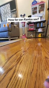 27K views · 567 reactions | Sharp eyes! #beardeddragon | Bearded Dragon | Facebook