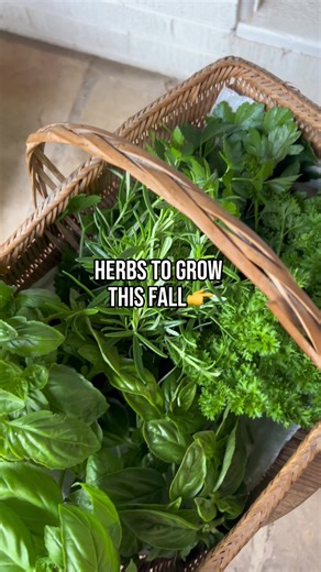 Herbs are some of pur favorites to grow in a GreenStalk and the fall season is a great time to try them out! 💚🌿 #greenstalk #greenstalkgarden #herb #fallgardening #fallgarden