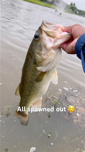 All spawned out! #bassfishing #fishing #catchandrelease