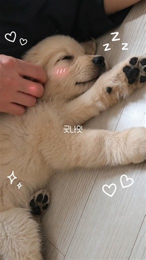 아빠 손길에 잠든 천사같은 아기골댕이 Angelic Golden Retriever Puppy