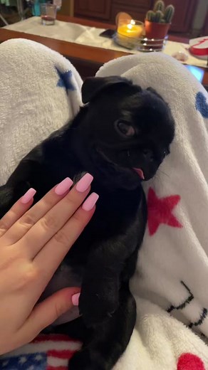 Dora the Explorer Takes on an Adventurous Day with Pugs