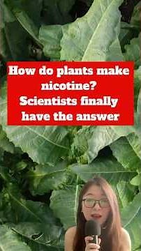 How do plants make nicotine without poisoning themselves?