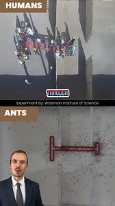 17K views · 72 reactions | Ants vs Humans Problem Solving Test #experiment #science #virals | AZflix | Facebook