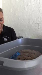24K views · 505 reactions | Today, on World Pangolin Day, we...