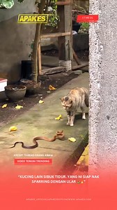 1.3M views · 11K reactions | #UFC 320 | Full fight • Full Rounds | The Brotherhood of Sabah Sarawak | Facebook