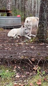 88 reactions · 6 comments | The Science of Wolf Love #wolf #blackwolf #wolffamily #wildlife #wolfpacks #savethewolves #wolfcales | Wolf Lover | Facebook
