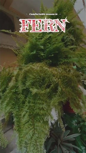 🌿FERN give a glamorous looks to the garden